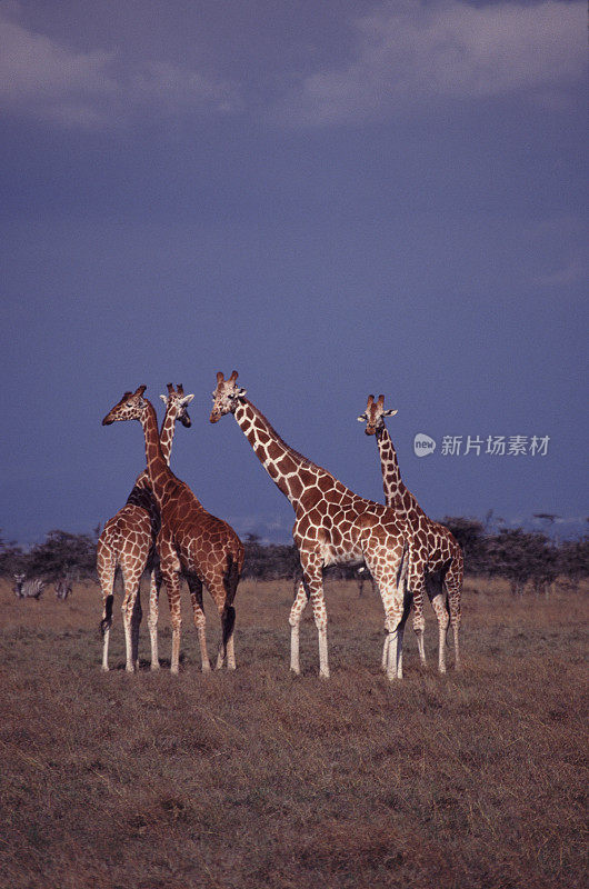 Four Giraffes